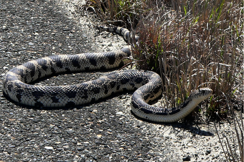 Roadside Research From The New Jersey Pinelands And Coast To Coast ...